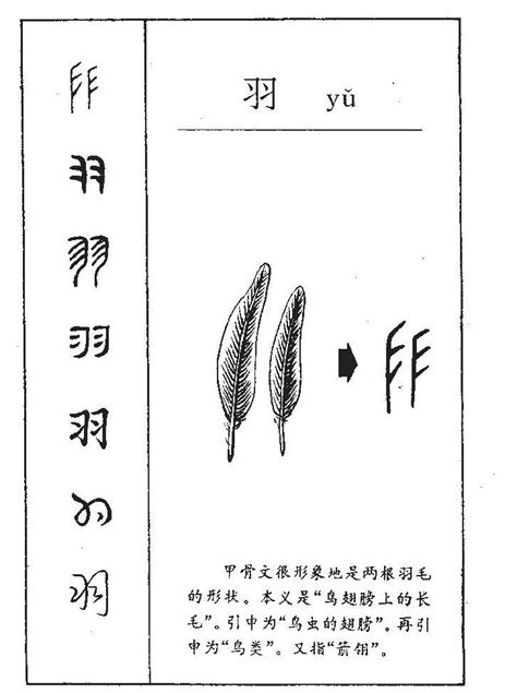 帶羽的字